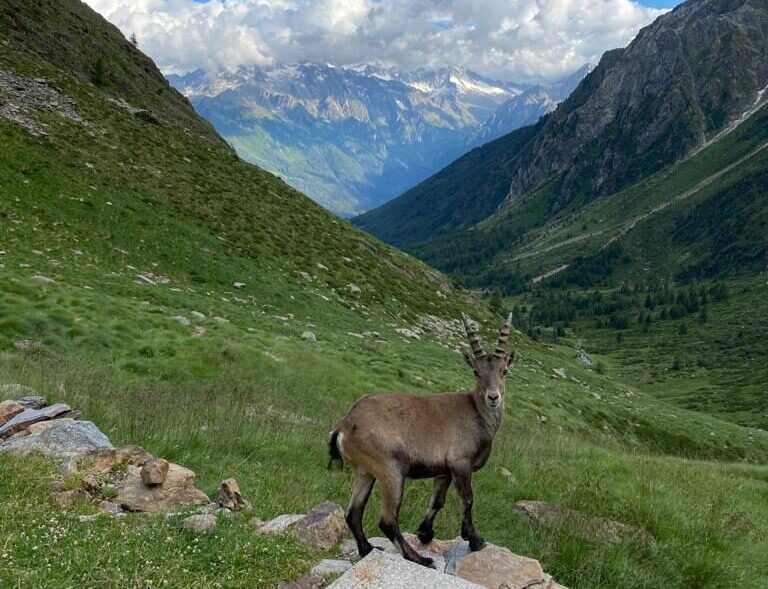 Vista in primo piano un cervo e dietro una distesa di montagne verdi