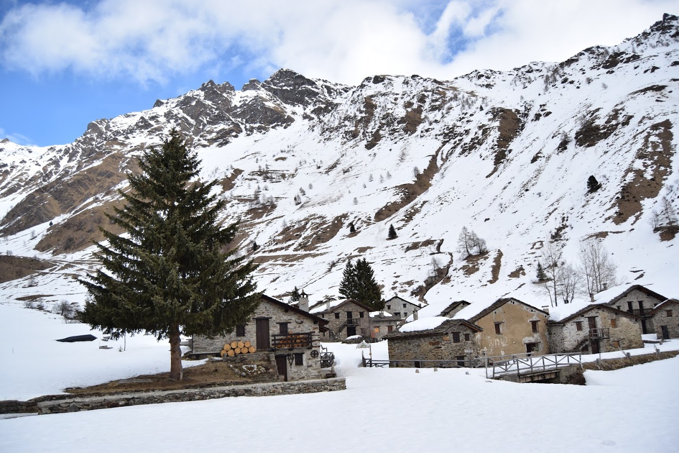 Vista abitazioni e un grande albero verde di fronte ad una distesa di montagne innevate