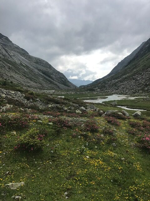 Foto di una prato con diversi fiori rossi e gialli con montagne e nubi