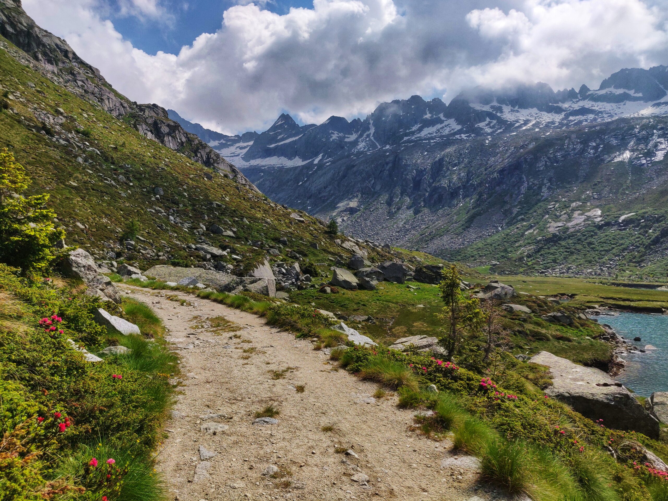 Vista viottolo in mezzo al verde e fiori rossi sparsi e in sottofondo una distesa di montagne con chiazze di neve