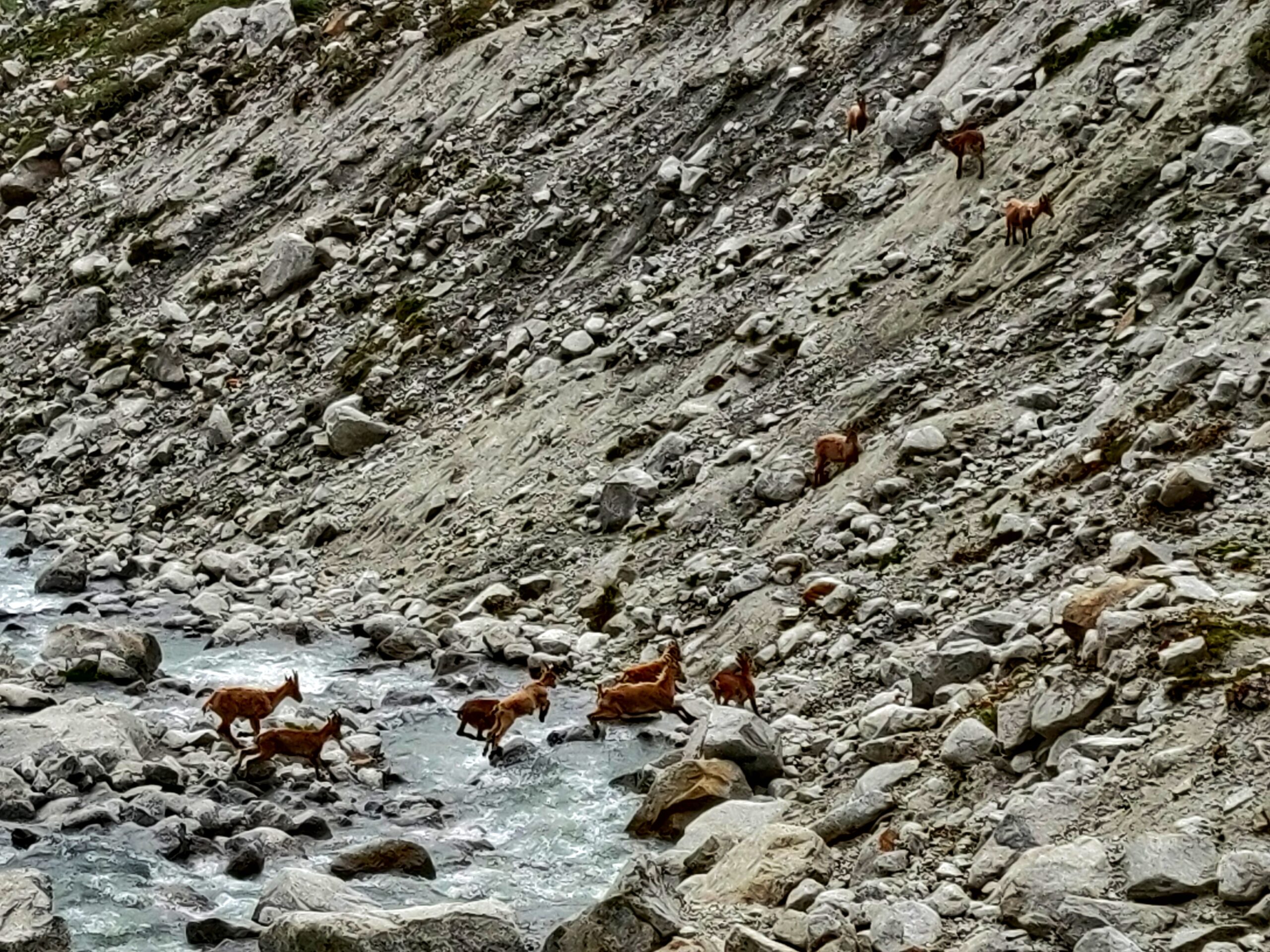 Foto di tante capre che saltano per attraversare un lago e arrivare alla montagna