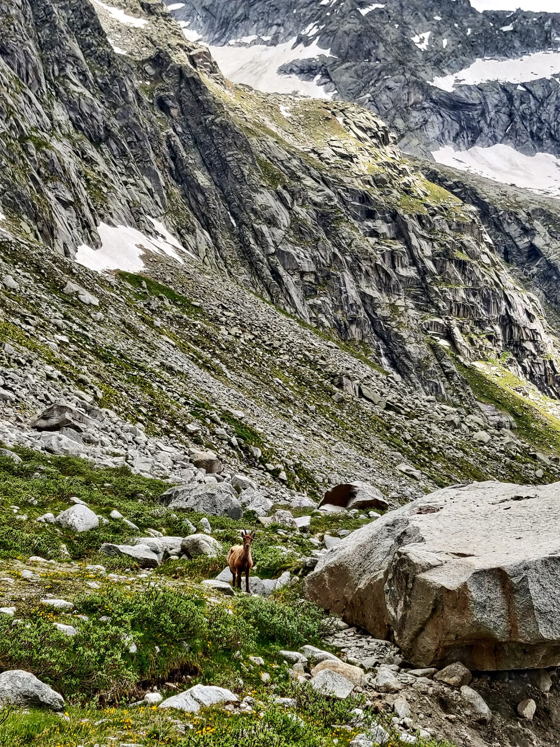 Vista di una montagna rocciosa e davanti una capretta