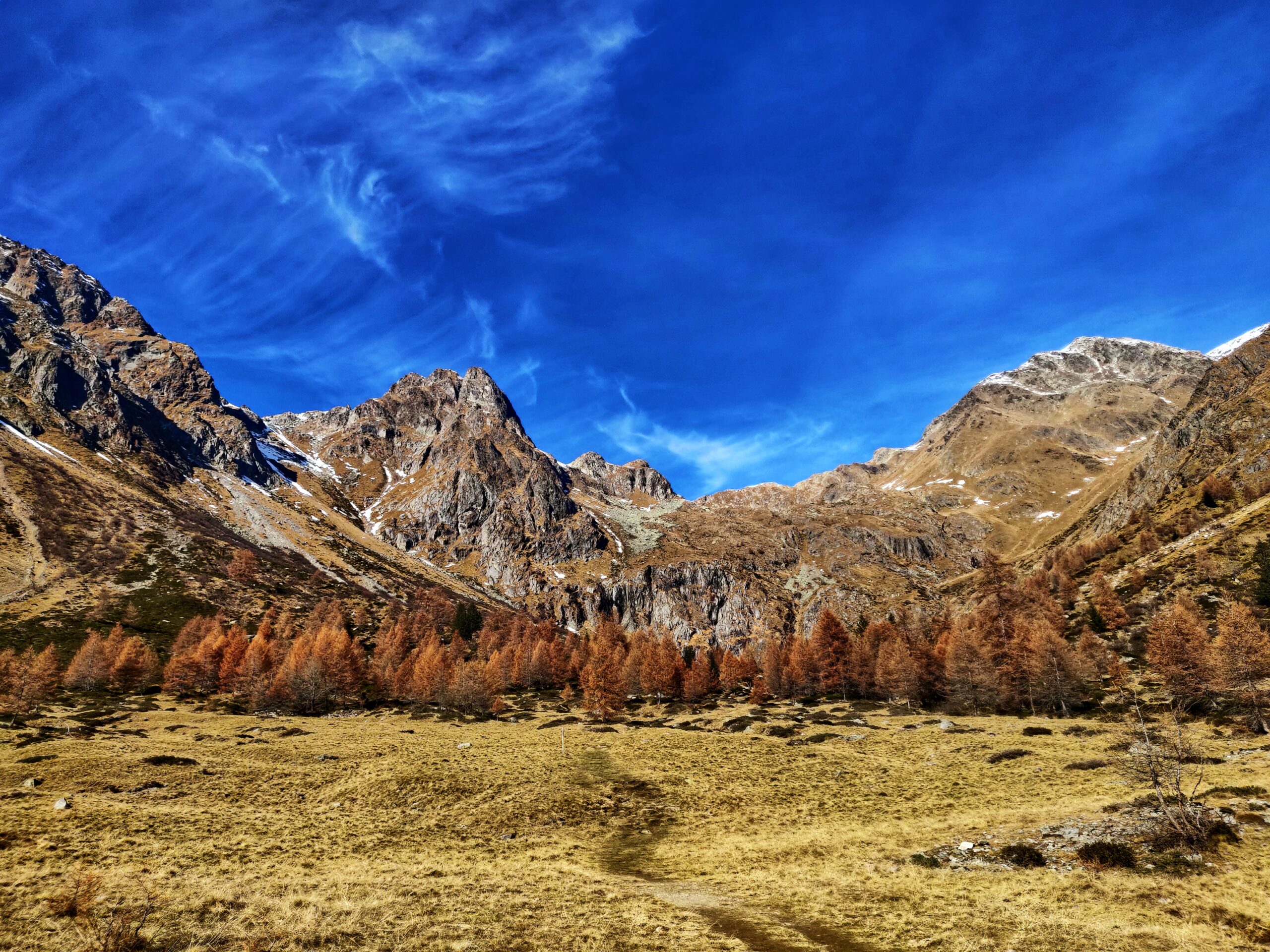 Vista di una serie di alberi pallidi di fronte a delle montagne aride e rocciose con un cielo limpido