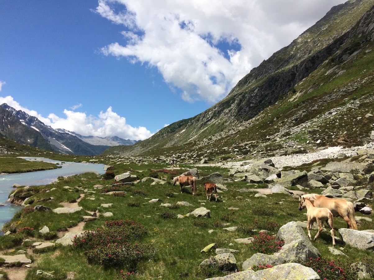 Vista di un sentiero d'acqua circondato da un verde prato con fiori rossi e delle rocce, ci sono anche dei cavalli nelle prossimità del sentiero in mezzo alle montagne verdi