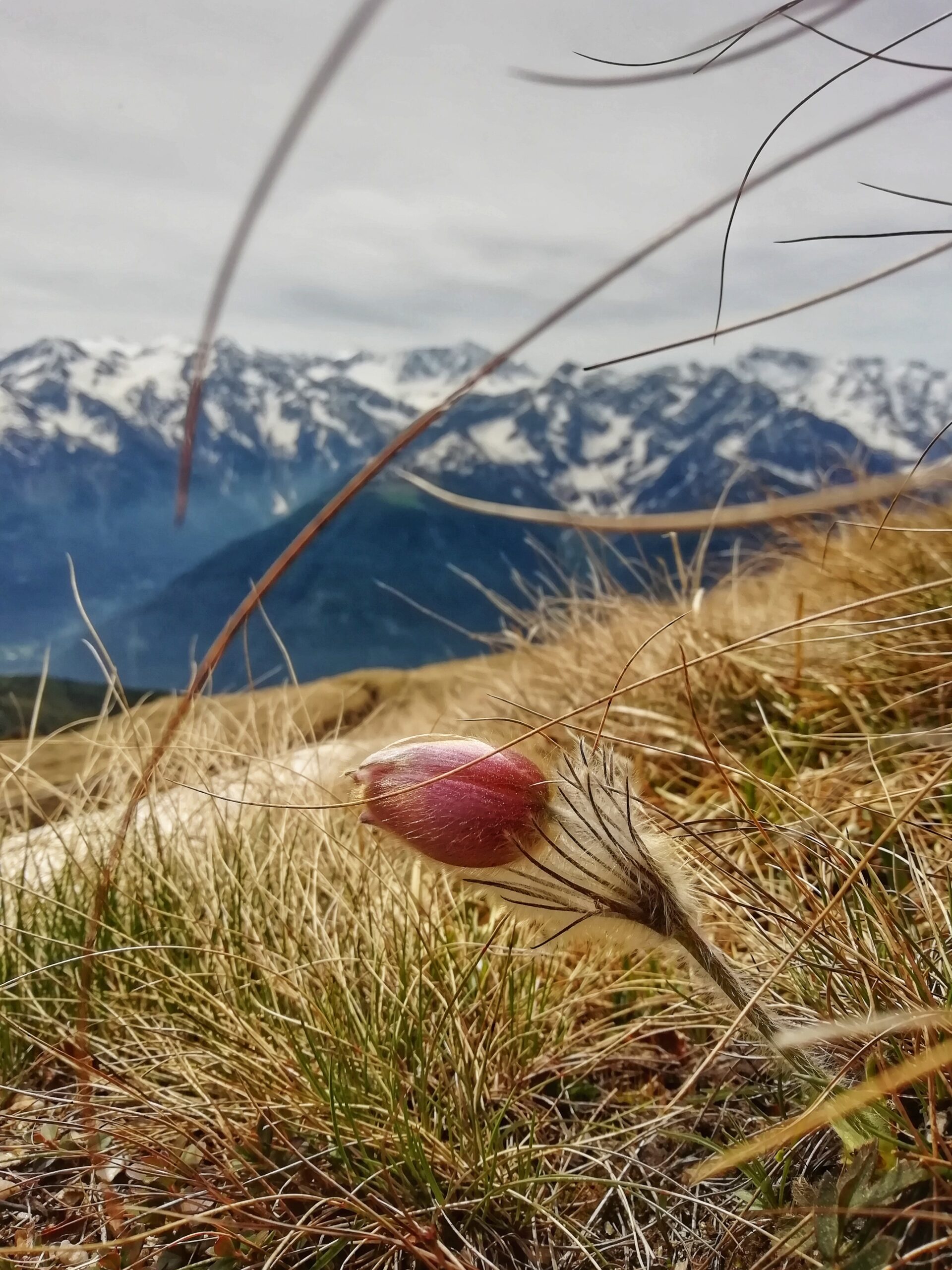 Foto di un fiore di montagna dal cuore rosso e dal fusto dorato con in secondo piano delle montagne leggermente innevate e un cielo nebbioso