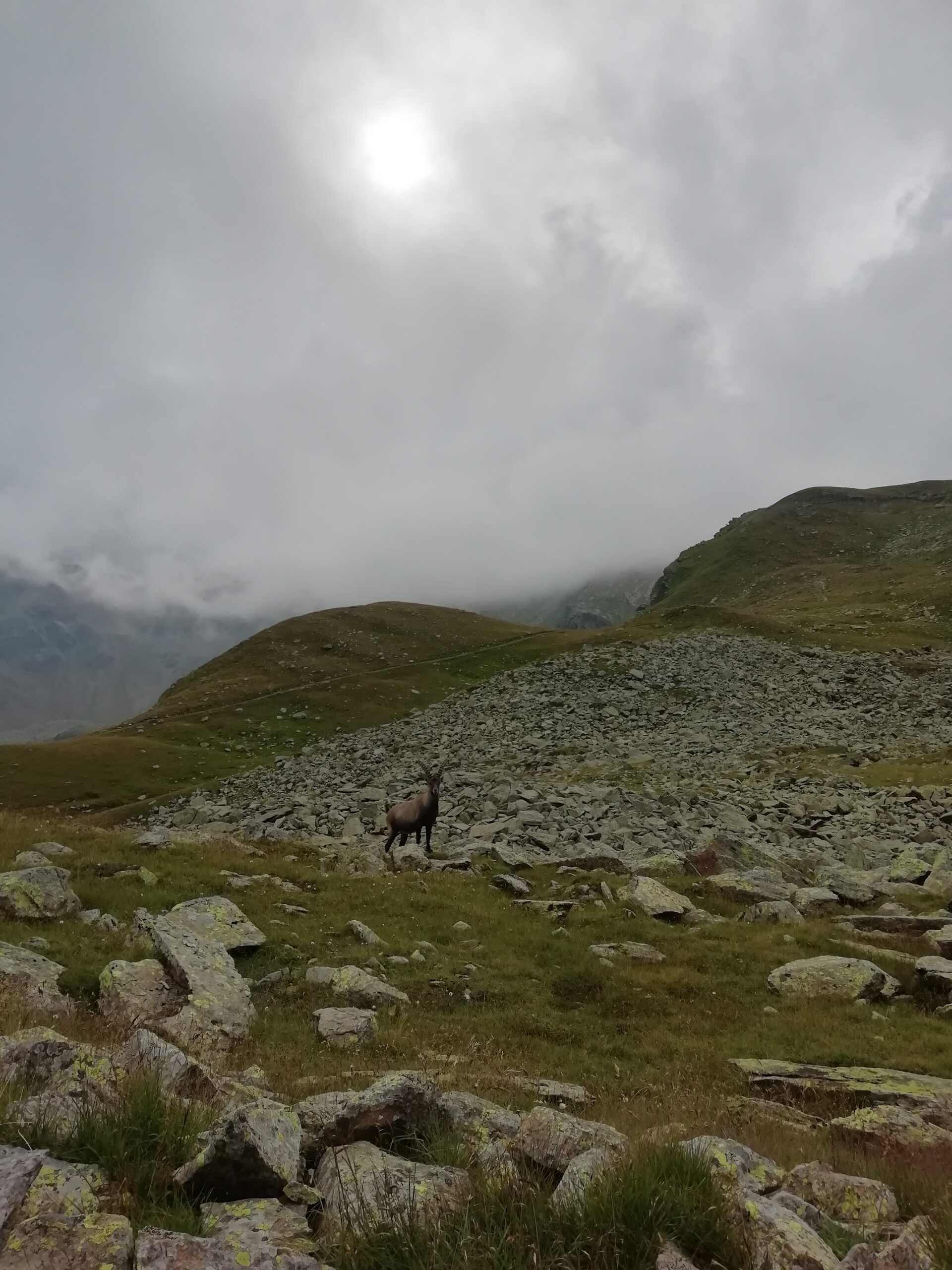 Vista cielo nuvoloso da collina con in primo piano delle piccole rocce di varie dimensioni ed una capra.